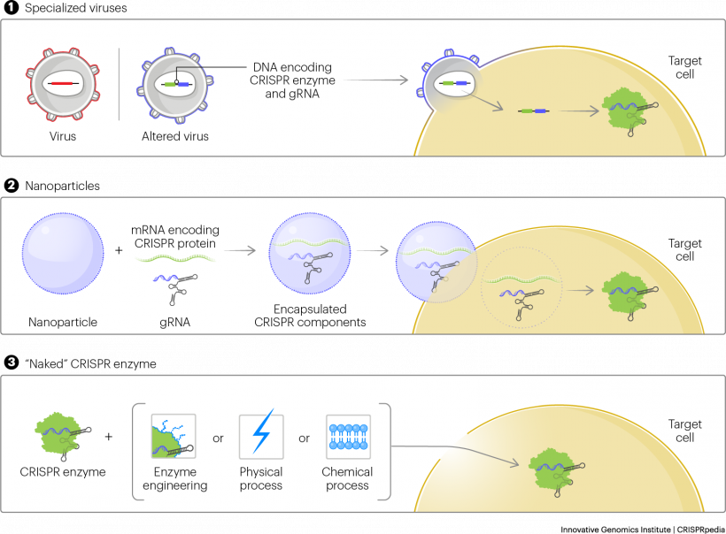 Ilustración que muestra la entrega de CRISPR