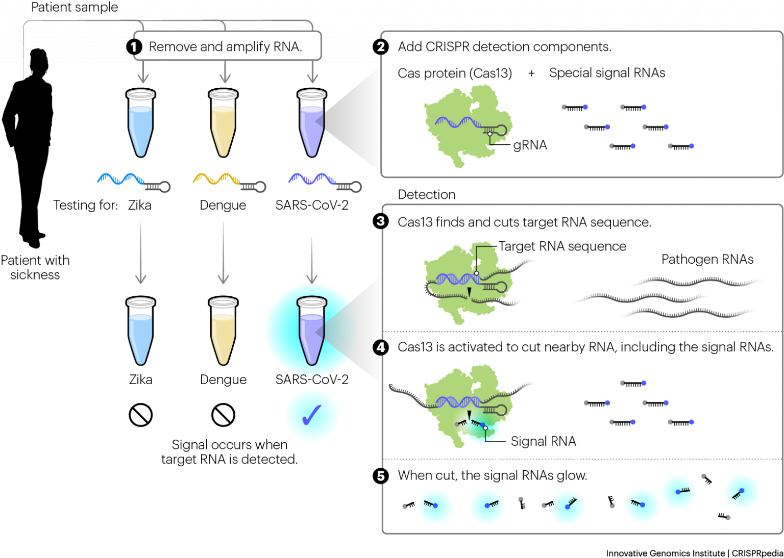 CRISPR In Medicine - CRISPRpedia