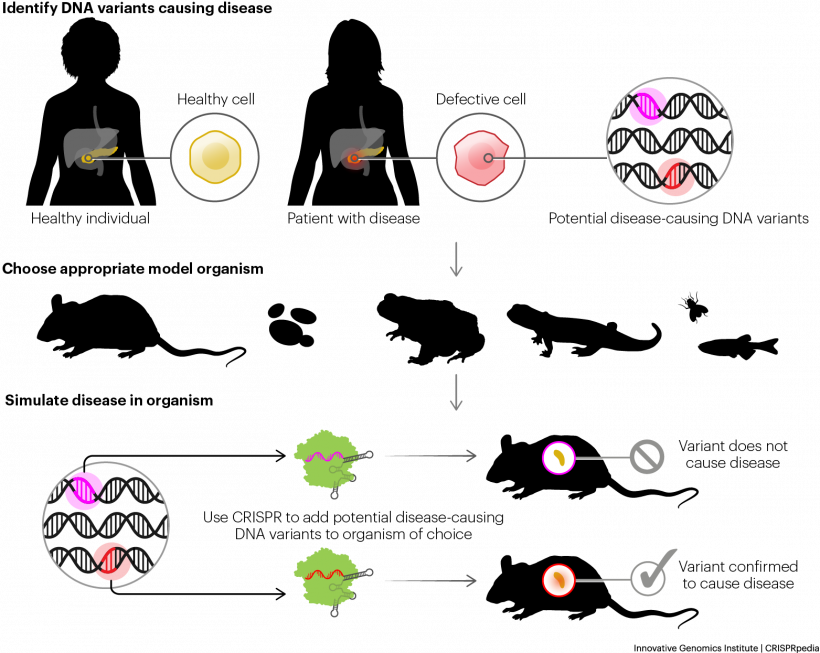 Illustration showing Disease Modeling