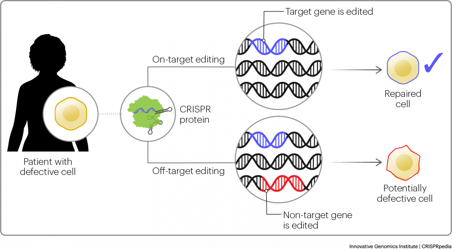 CRISPR In Medicine - CRISPRpedia