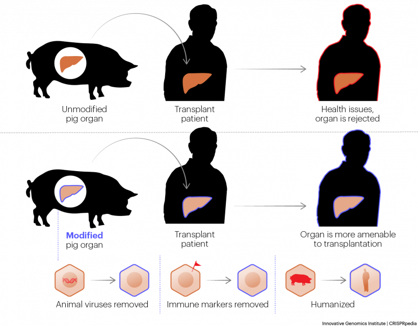Illustration showing Xenotransplantation
