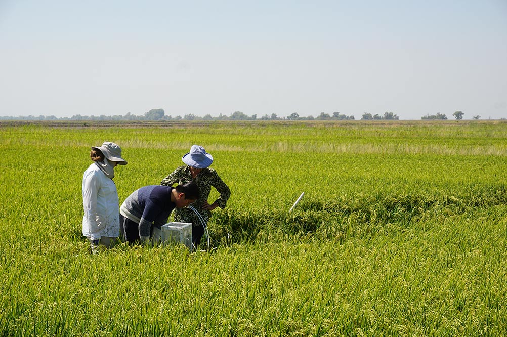 Investigadores del IGI en un campo de arroz estudiando microbios en el suelo