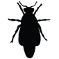 ilustración de un insecto (plaga)