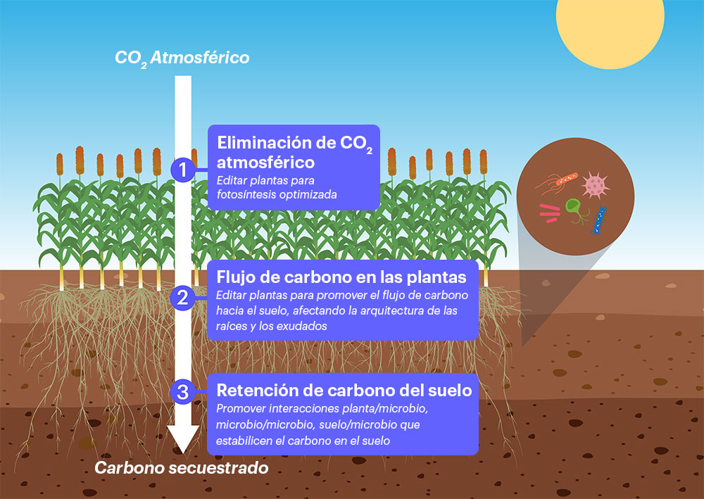 Diferentes etapas del viaje del carbono desde la atmósfera, a través de las plantas hasta las raíces y al suelo.