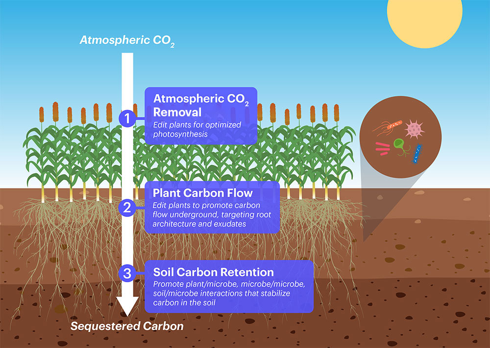 Different stages of the journey of carbon from the atmosphere, through plants to roots, and into the soil.