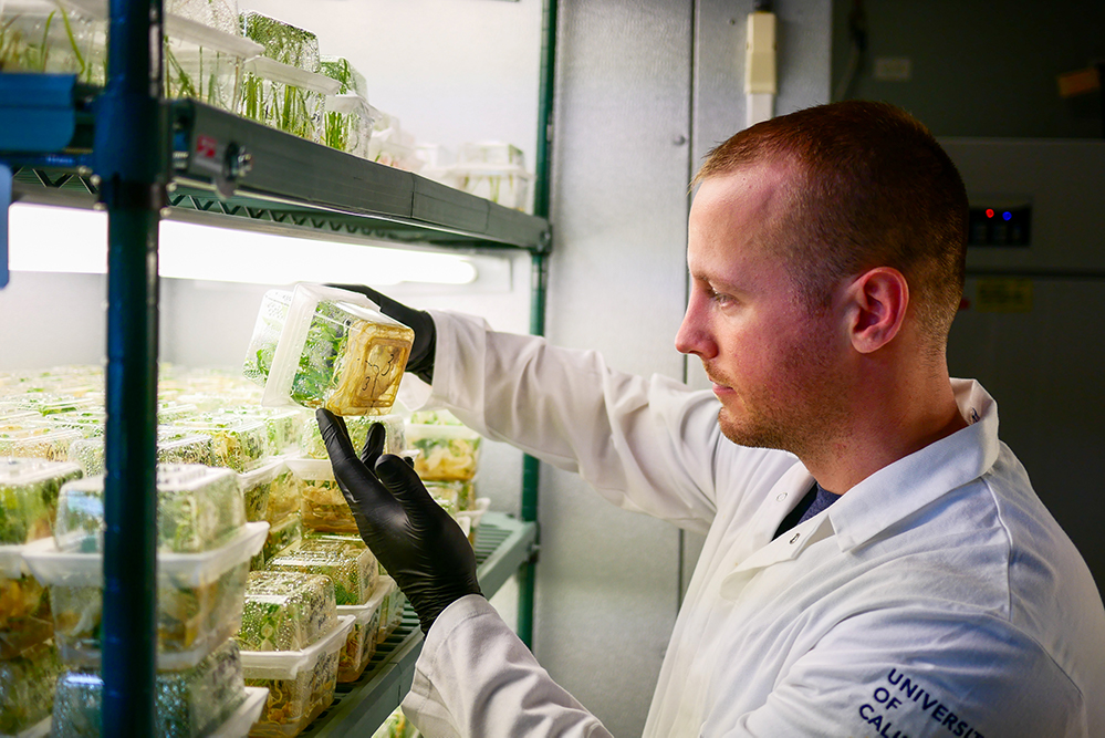 Male scientist examines genome-edited plant seedlings growing in clear containers in a growth chamber