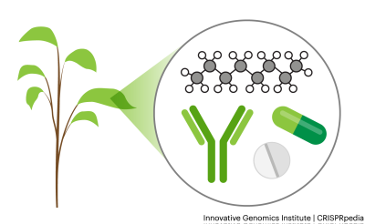 Aplicaciones de la edición del genoma en plantas - Biología