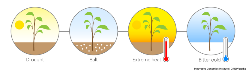 Applications of genome editing in plants environment