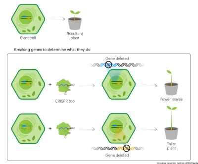 CRISPR applications in plant research