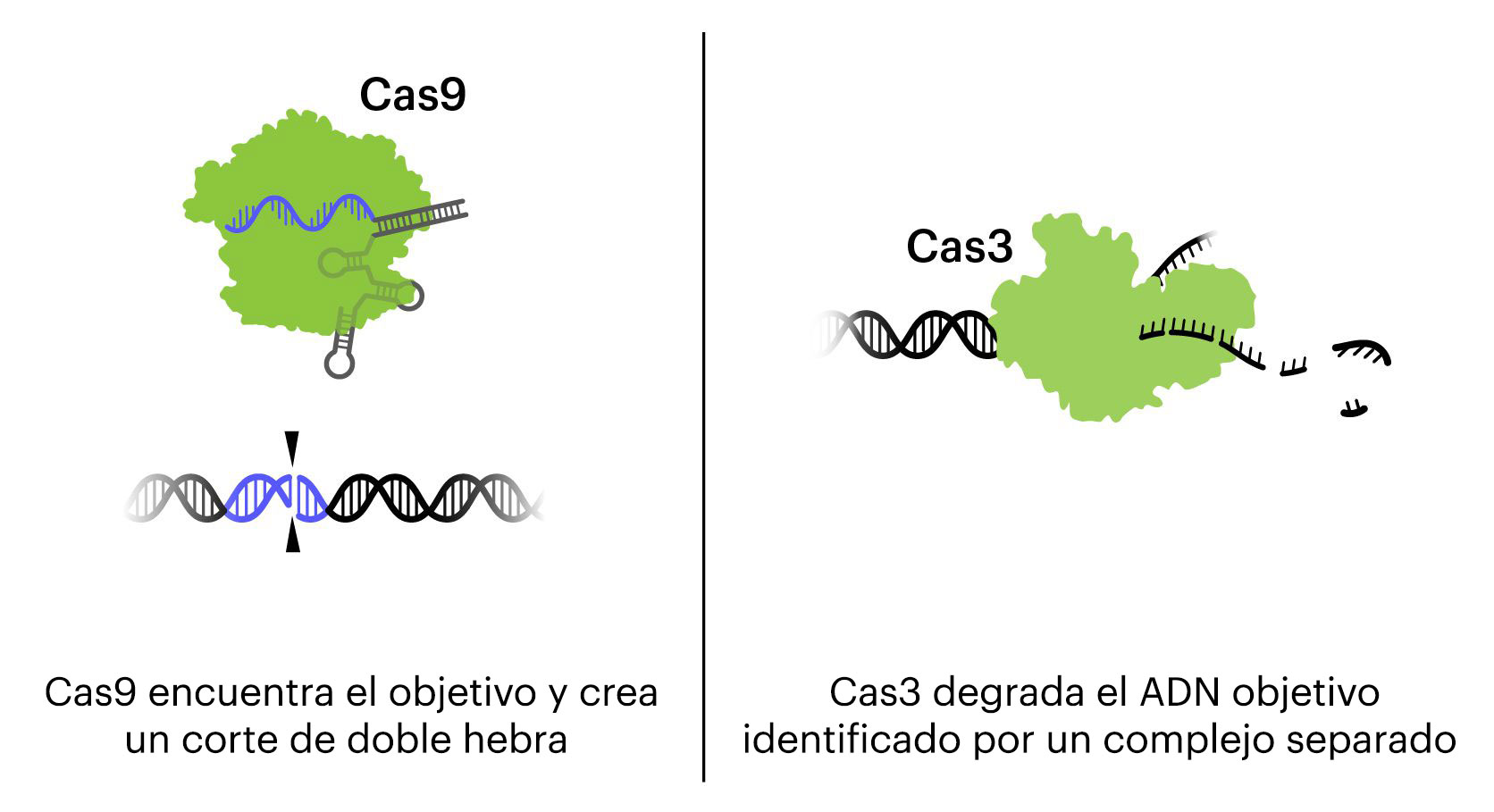 Ilustración del mecanismo de acción de Cas9 vs Cas3