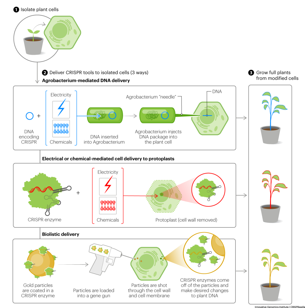 Crispr In Agriculture Crisprpedia