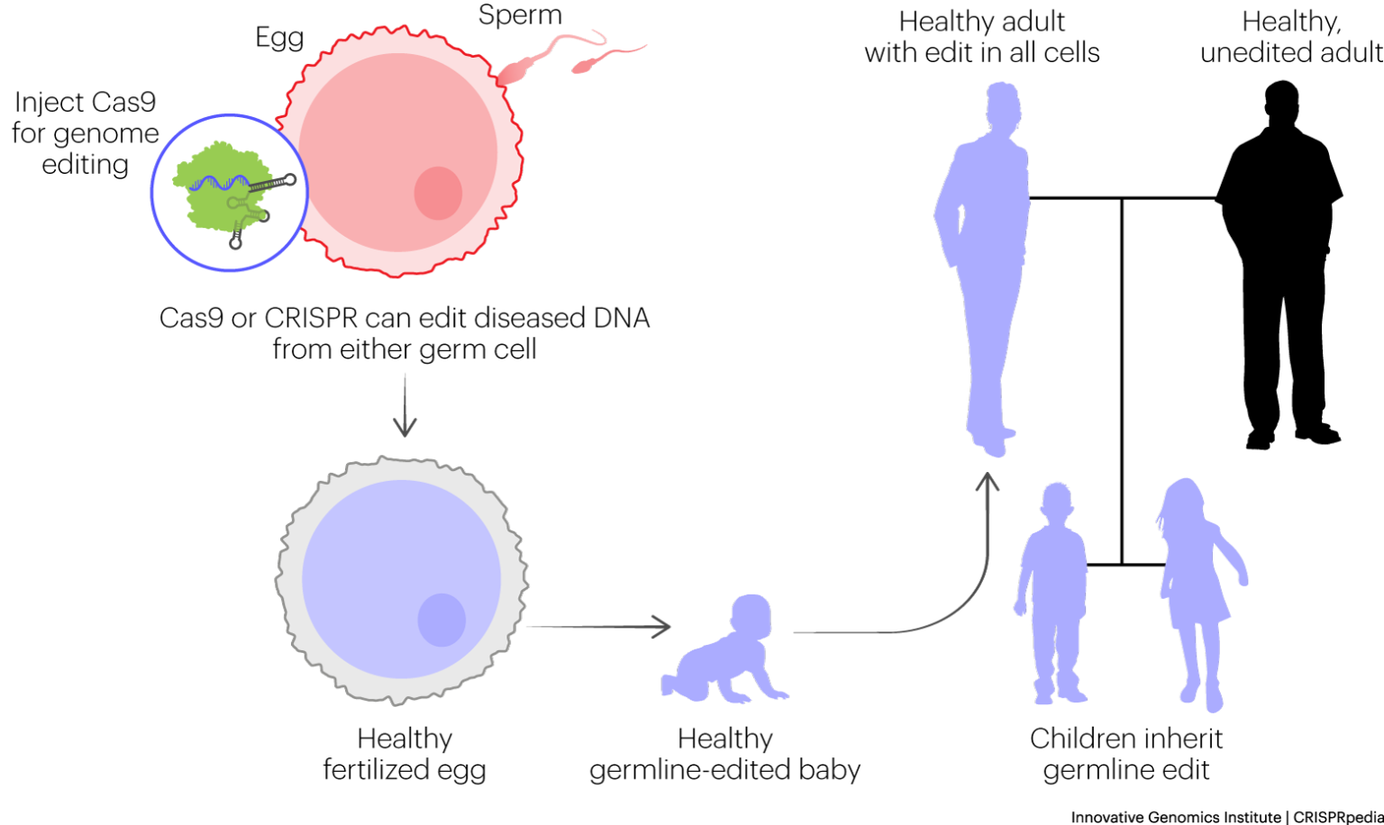 Crispr In Medicine Crisprpedia 