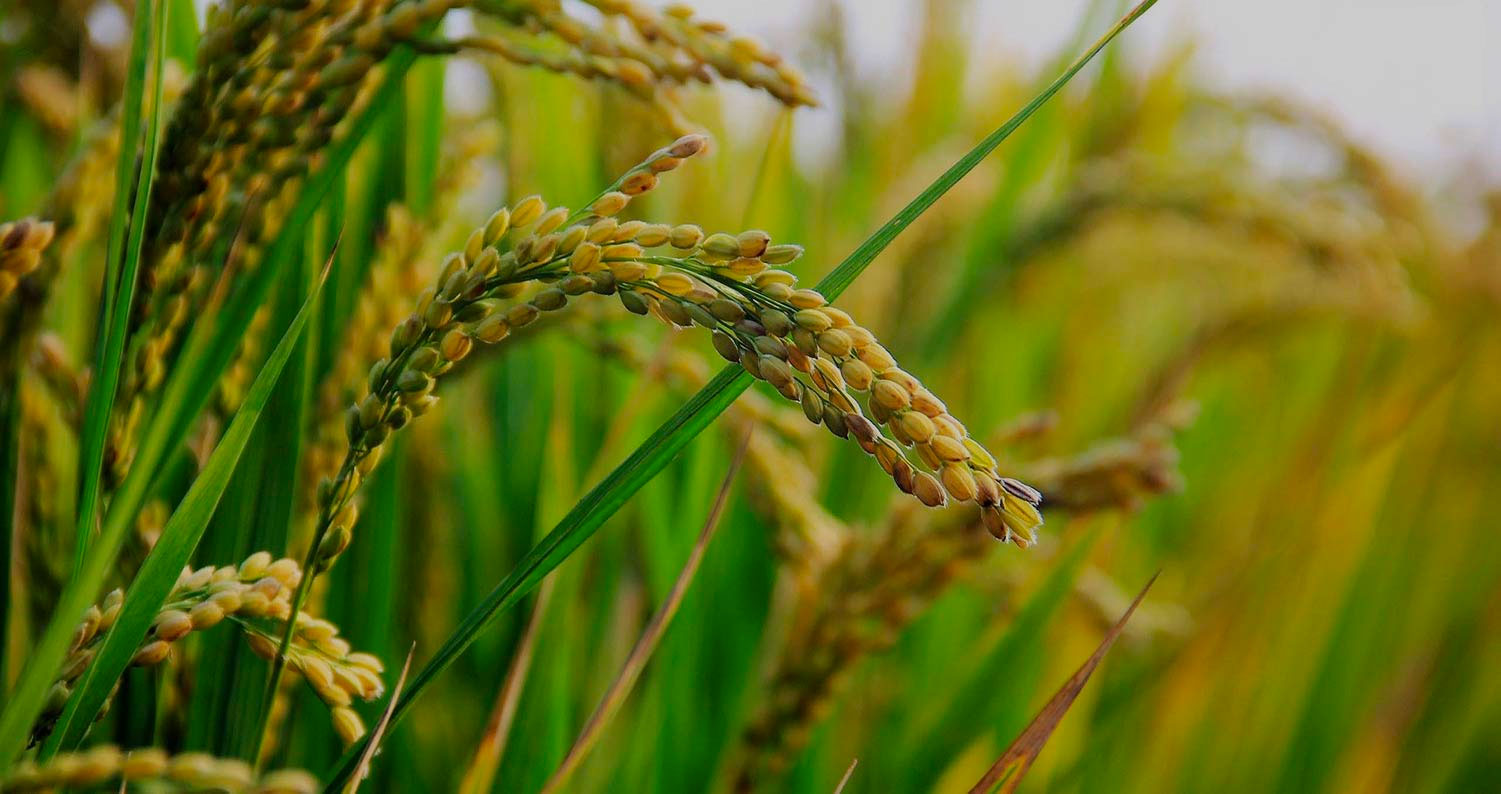 foto de campo de arroz