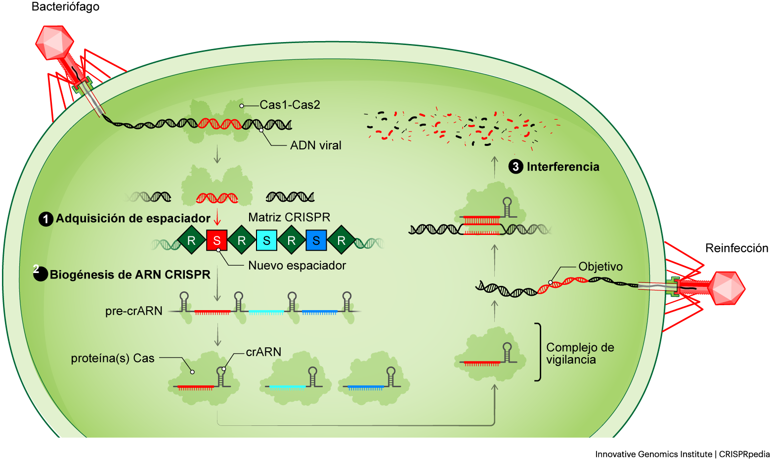 Inmunidad CRISPR-Cas