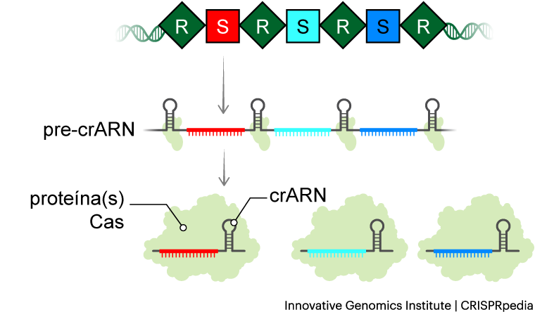 Biogénesis de ARN CRISPR