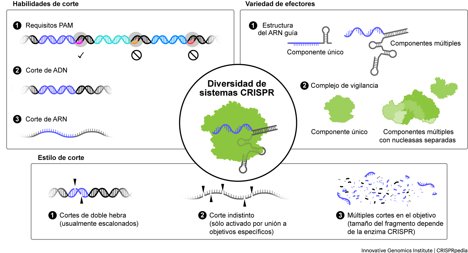 Variaciones entre los sistemas CRISPR-Cas