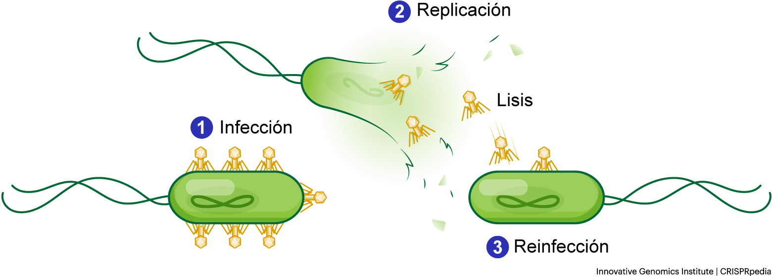 Ciclo de vida general del fago