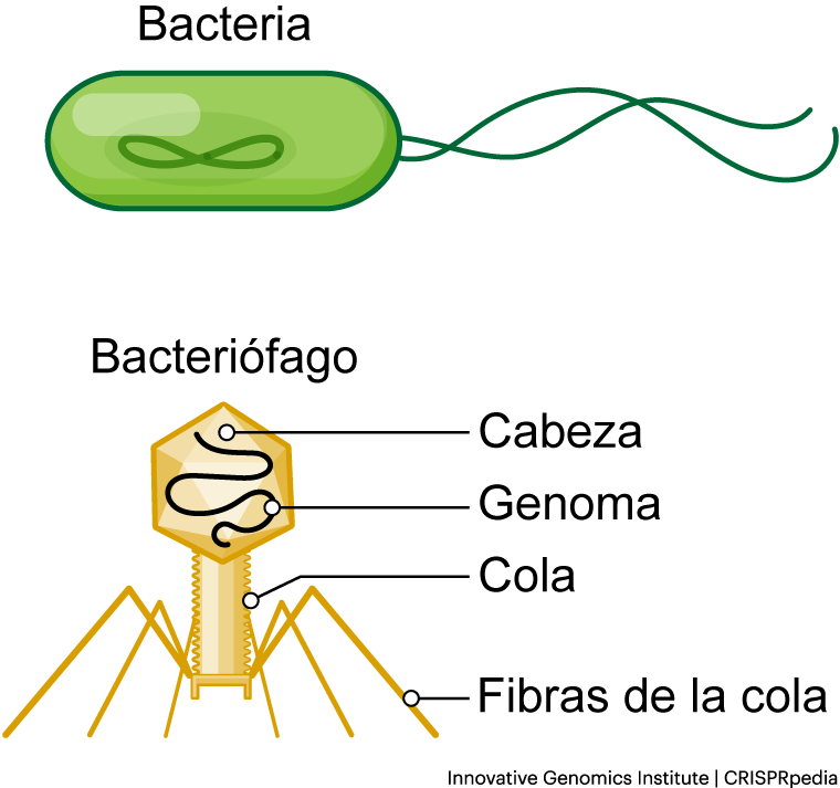 Anatomía del fago