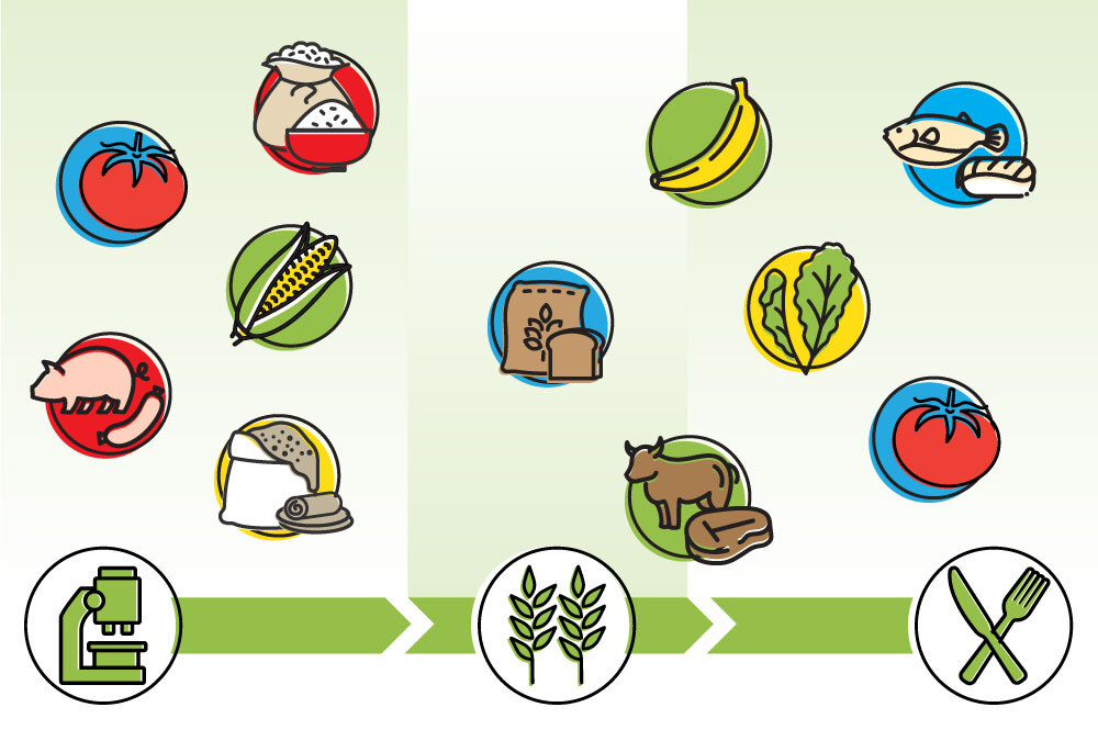 línea de tiempo con íconos de diferentes productos agrícolas editados con CRISPR