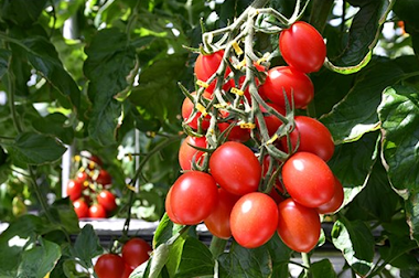 tomates que crecen en una vid