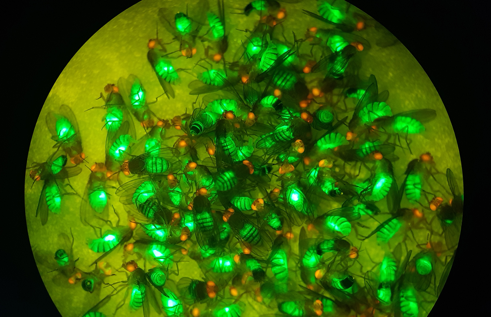 Las moscas de la fruta que expresan marcadores fluorescentes de cuerpo verde y ojos rojos demostraron la viabilidad de un nuevo sistema para convertir de forma segura impulsores genéticos divididos en impulsores genéticos completos.