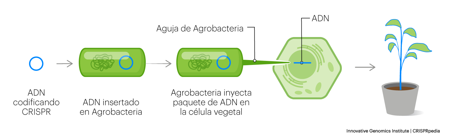 Esquema de cómo se utilizan las agrobacterias para administrar CRISPR a las células vegetales