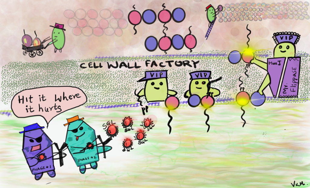 Vivek Mutalik's depiction of his phage research study