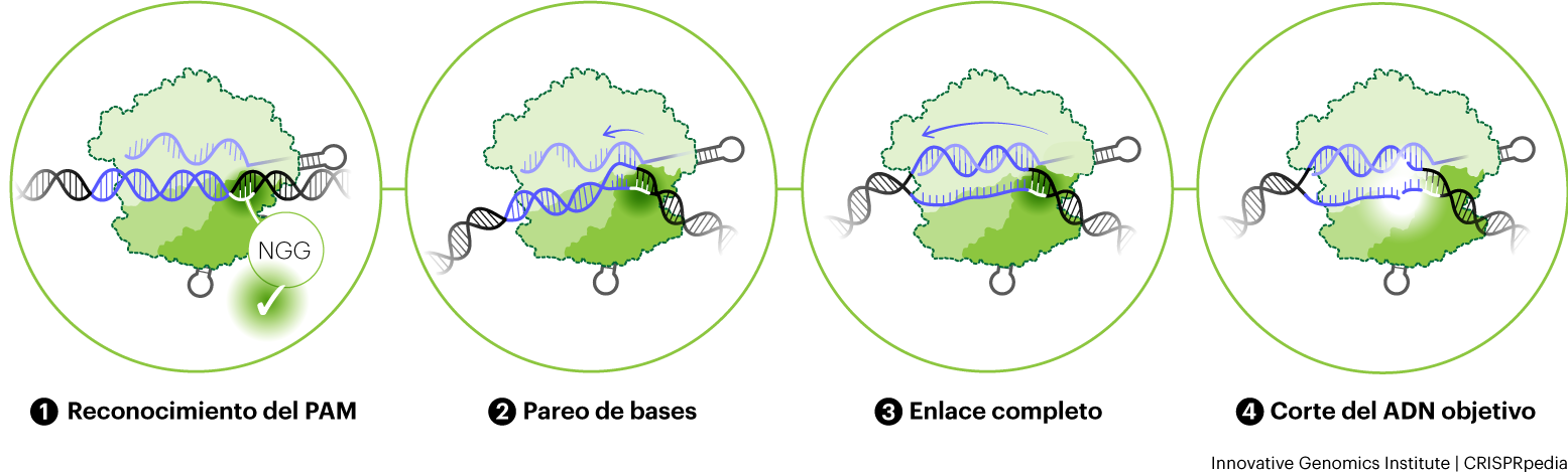 Pasos de la unión y escisión del objetivo de ADN por Cas9