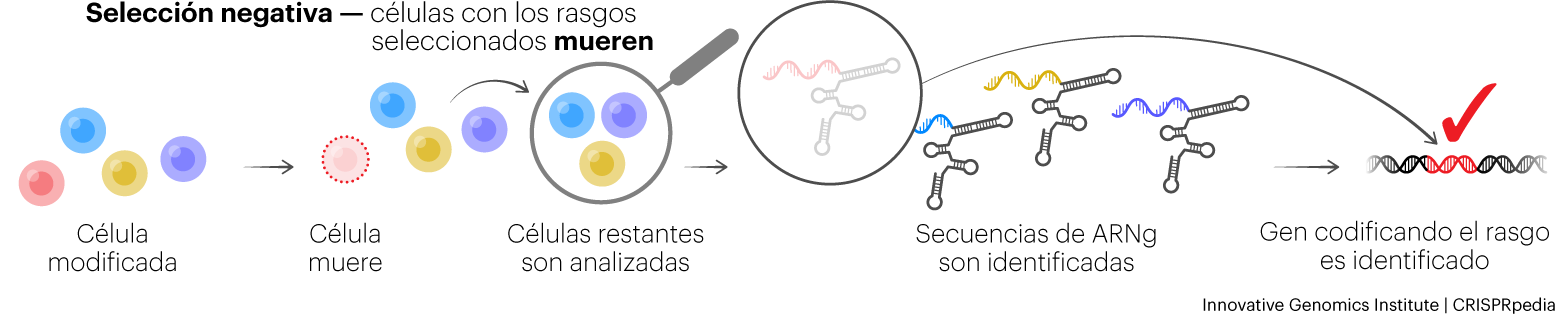 Pantallas CRISPR con selección negativa