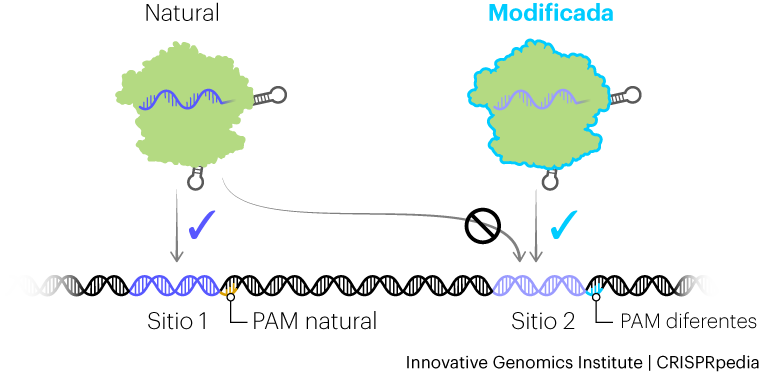 Ingeniería de proteínas Cas que reconocen diferentes PAM