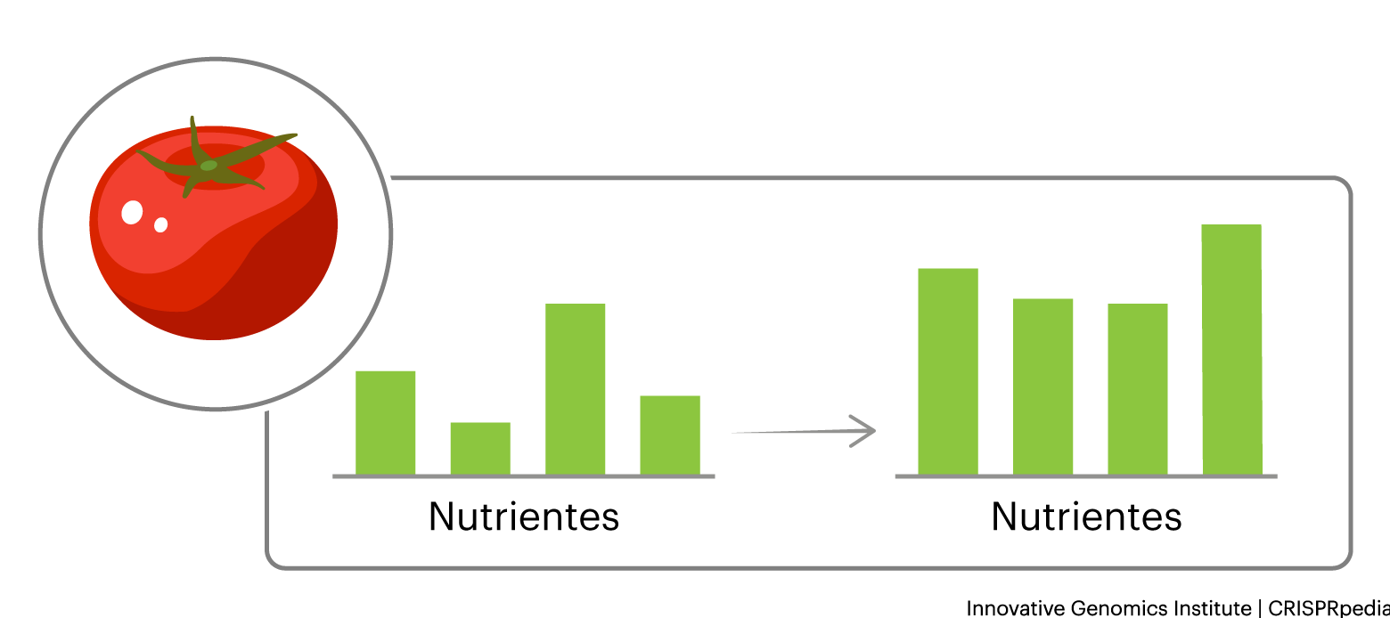 Aplicaciones de la edición del genoma en plantas - nutrición