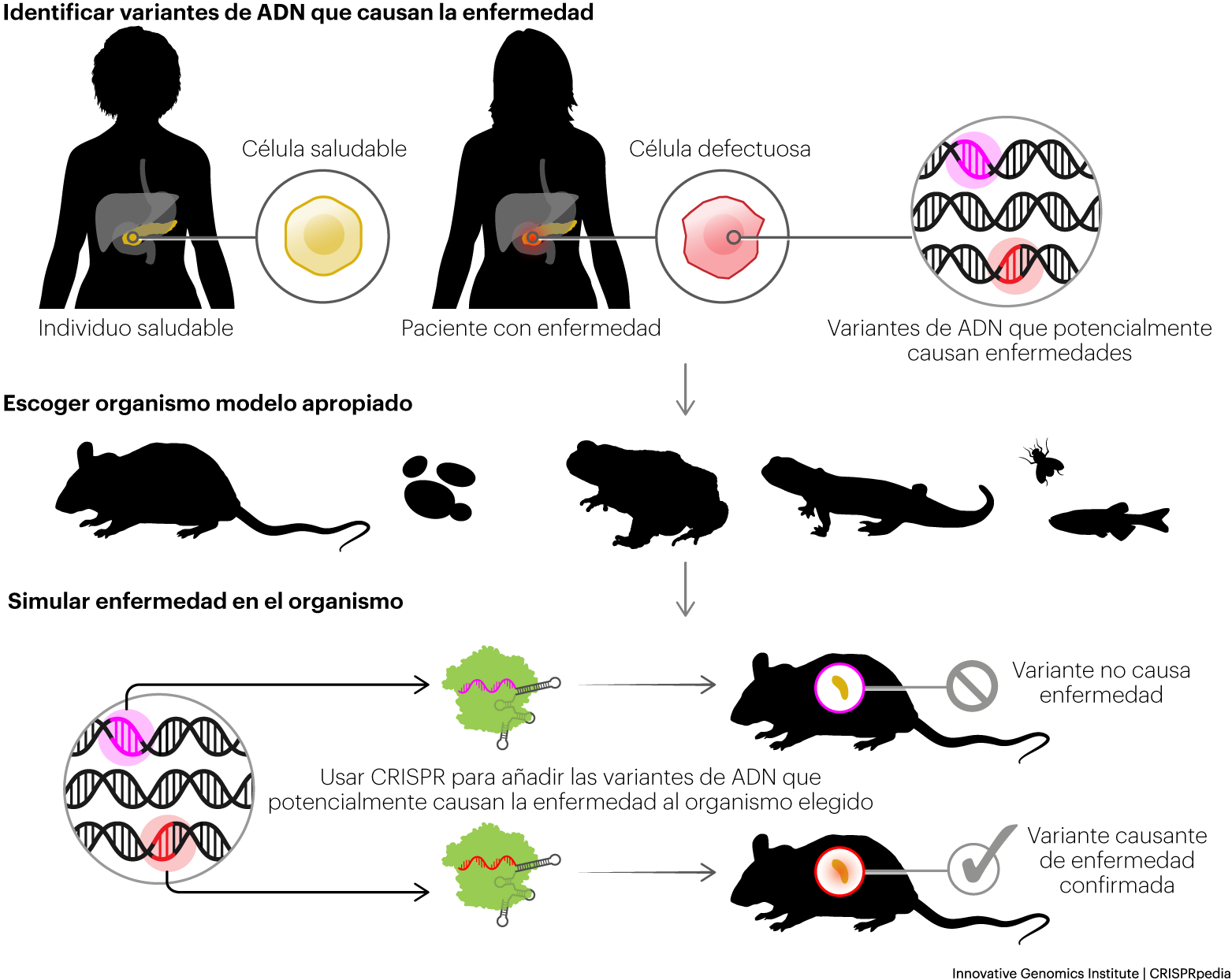Ilustración que muestra el modelado de enfermedades