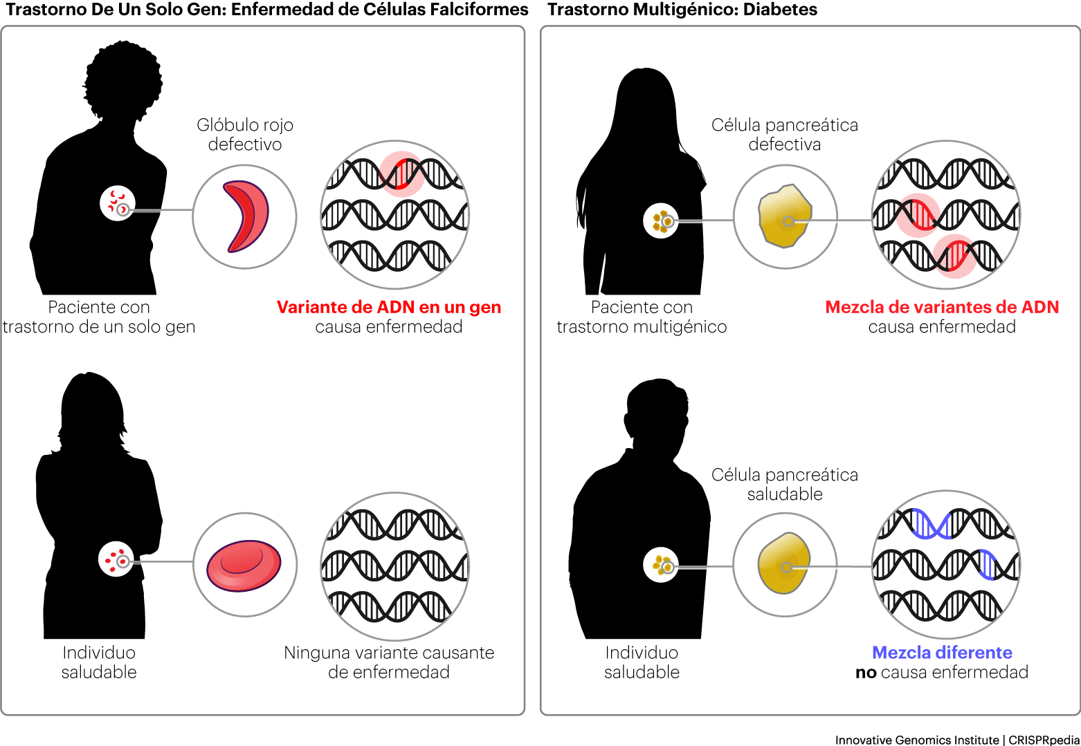 Ilustración que muestra los orígenes de las enfermedades genéticas
