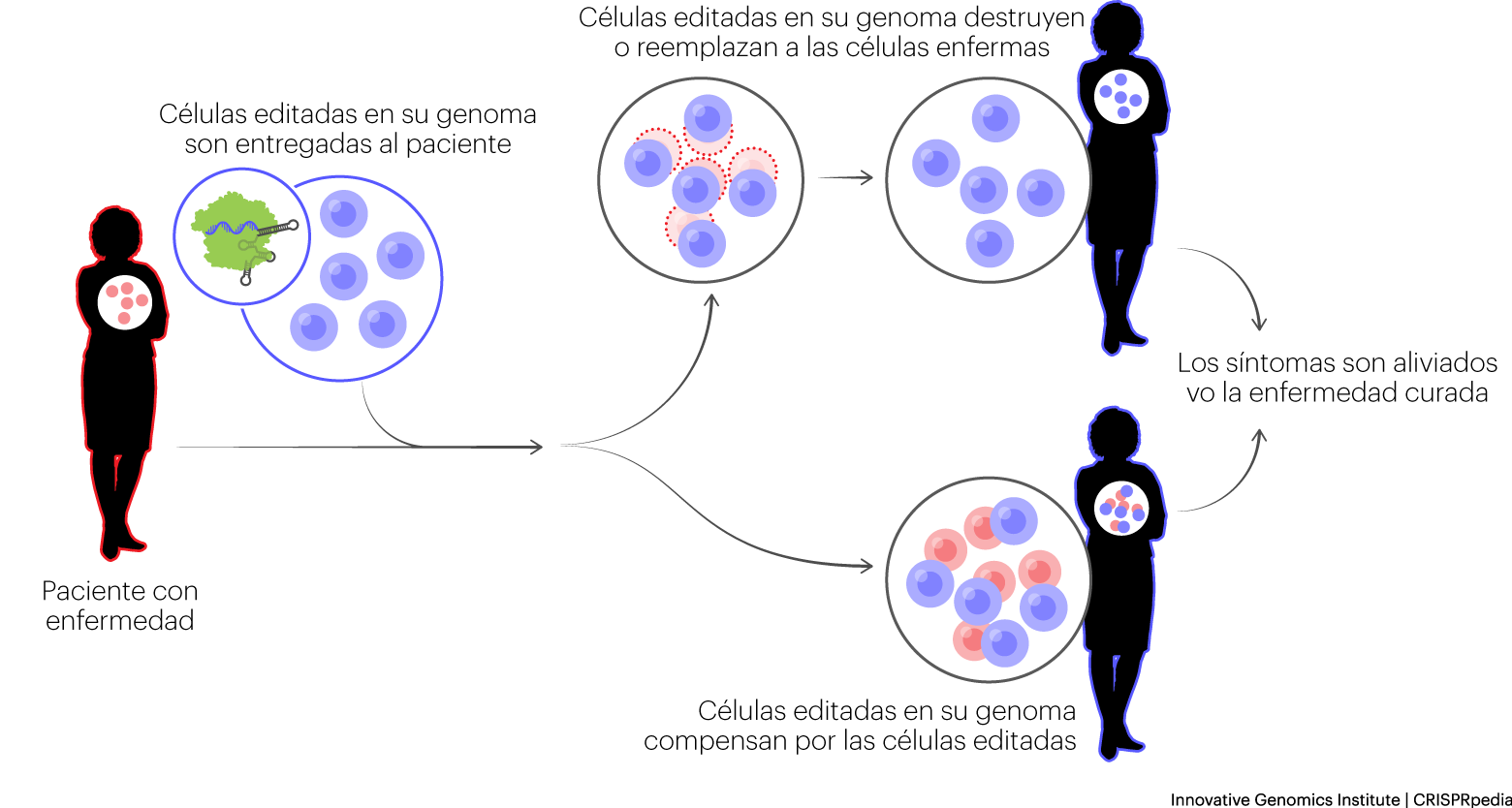 Ilustración que muestra la terapia génica