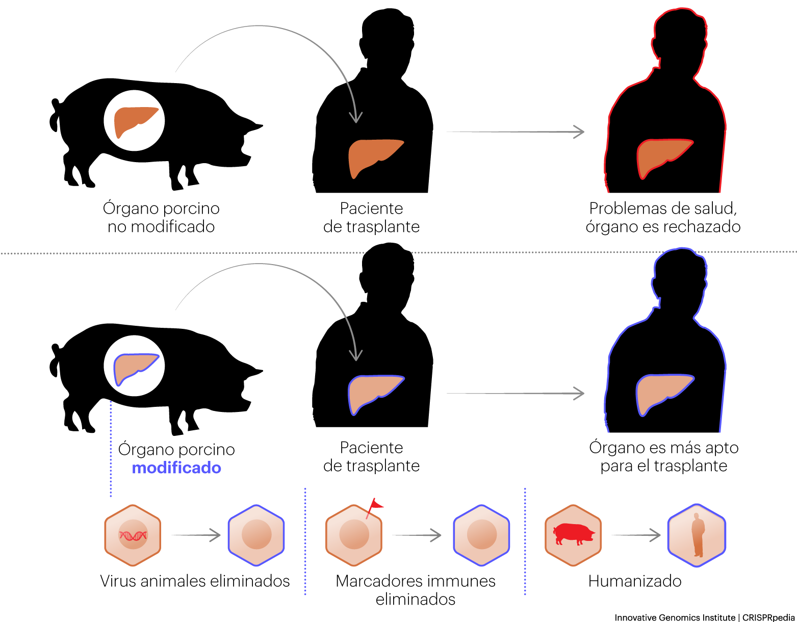 Ilustración que muestra el xenotrasplante