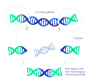 Excision Bio aims to disable retroviruses by using CRISPR to make not one but two cuts in the DNA, excising a large part of the viral DNA from where it "hides" in the individual's own genome.