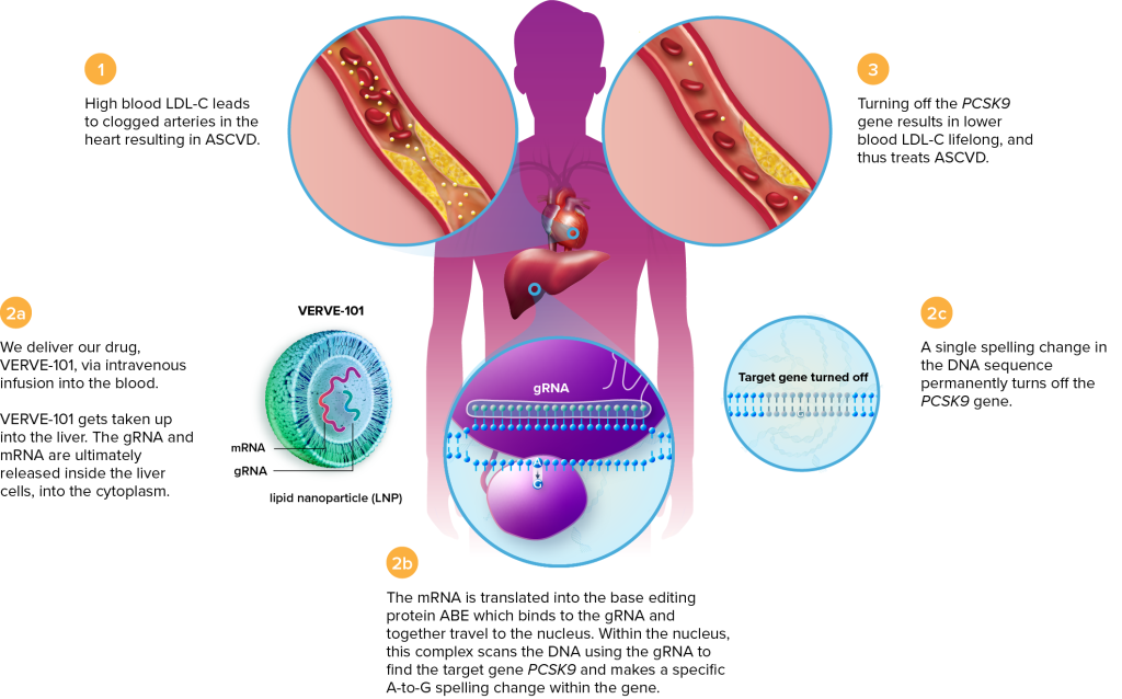 Overview of treating hyper cholesterolemia with CRISPR components delivered by lipid nanoparticles 