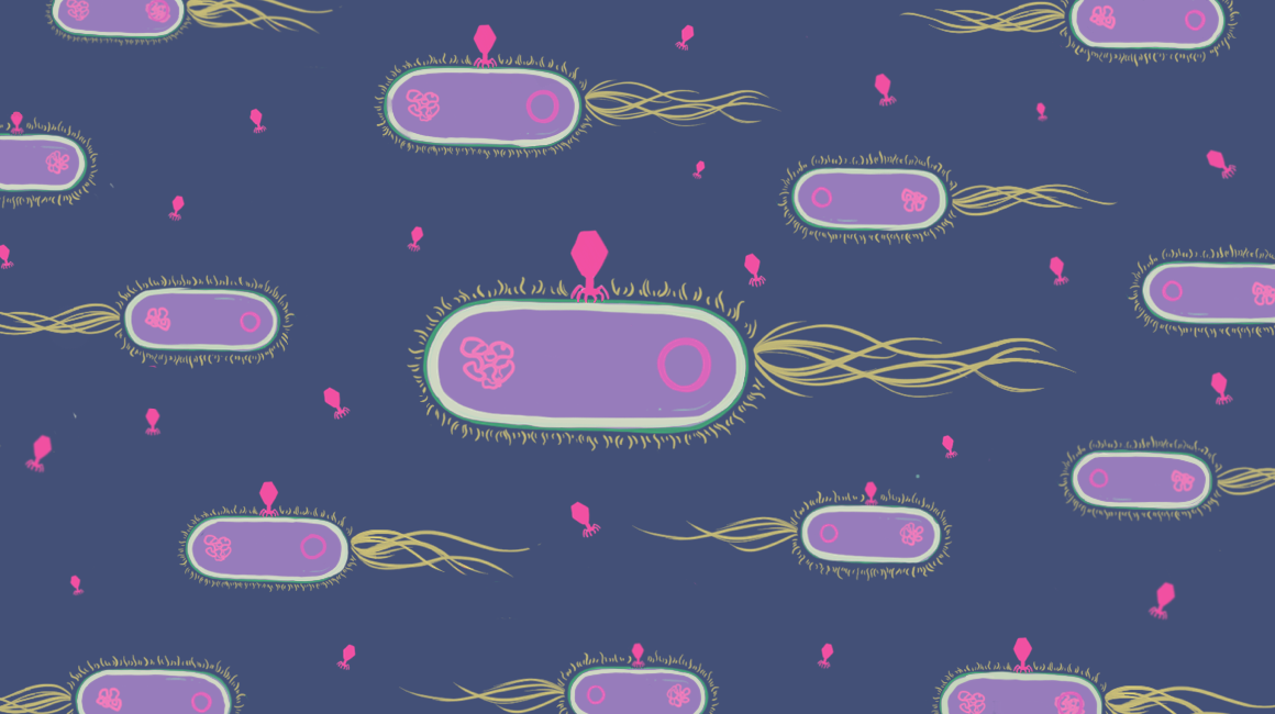 噬菌体感染大肠杆菌的插图