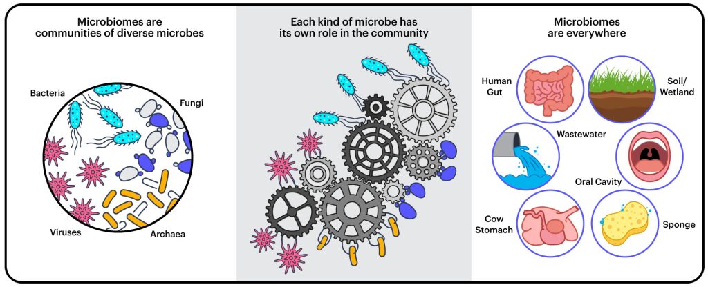 微生物组图像 3 panel