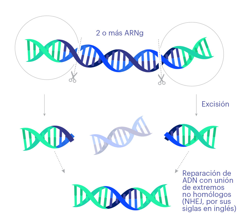 Excision Bio tiene como objetivo desactivar los retrovirus mediante el uso de CRISPR para realizar no uno sino dos cortes en el ADN, extirpando una gran parte del ADN viral de donde se "oculta" en el propio genoma del individuo.