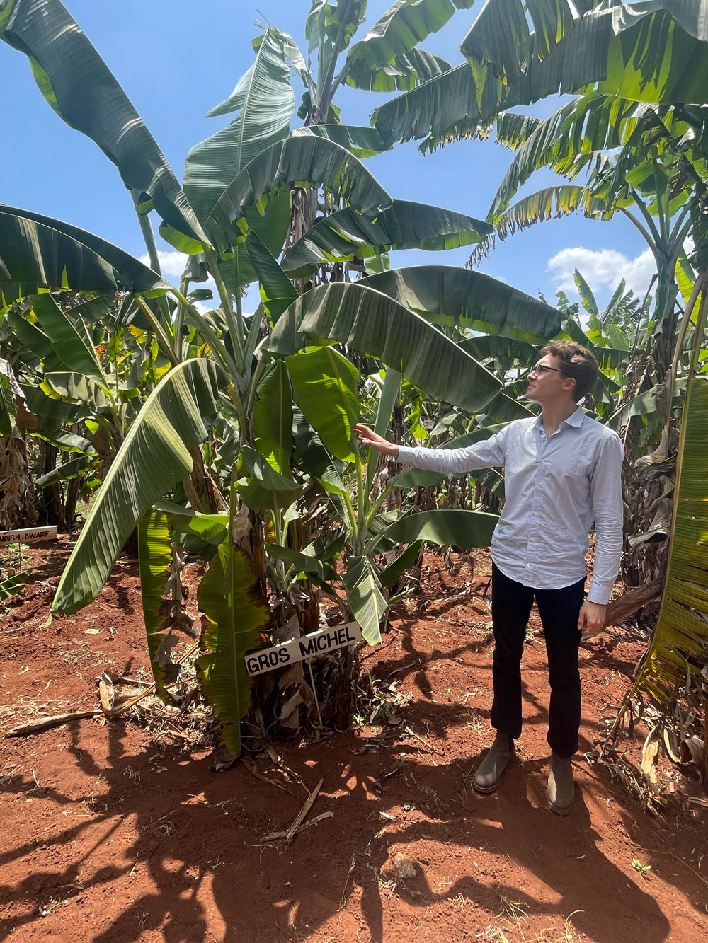 Photo of Evan Groover with a Gros Michel banana plant