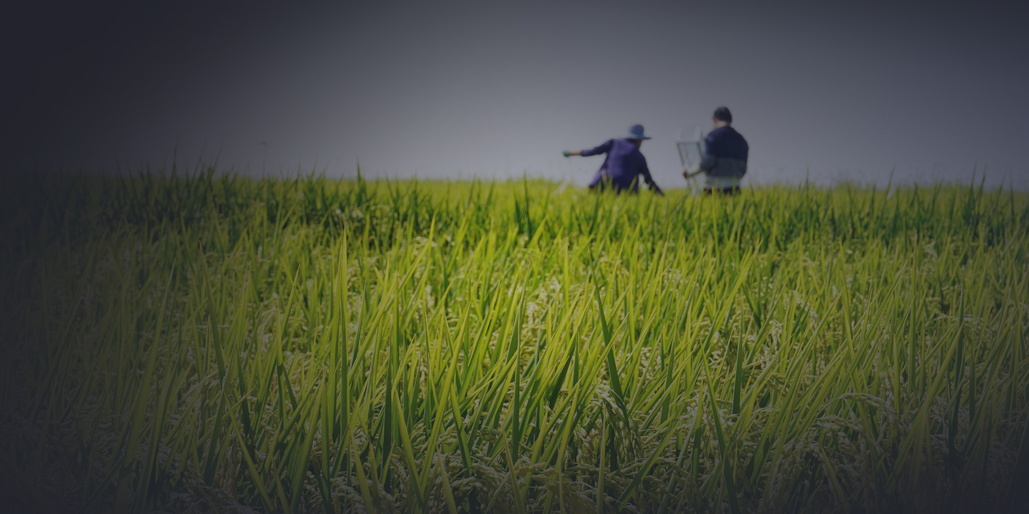 测量稻田的甲烷排放量