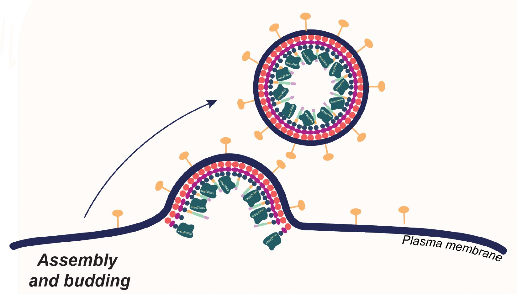 Ilustración de una partícula similar a un virus que brota de una membrana celular.