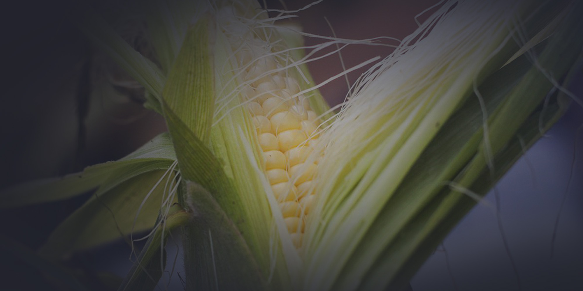 maize crispr transformation corn