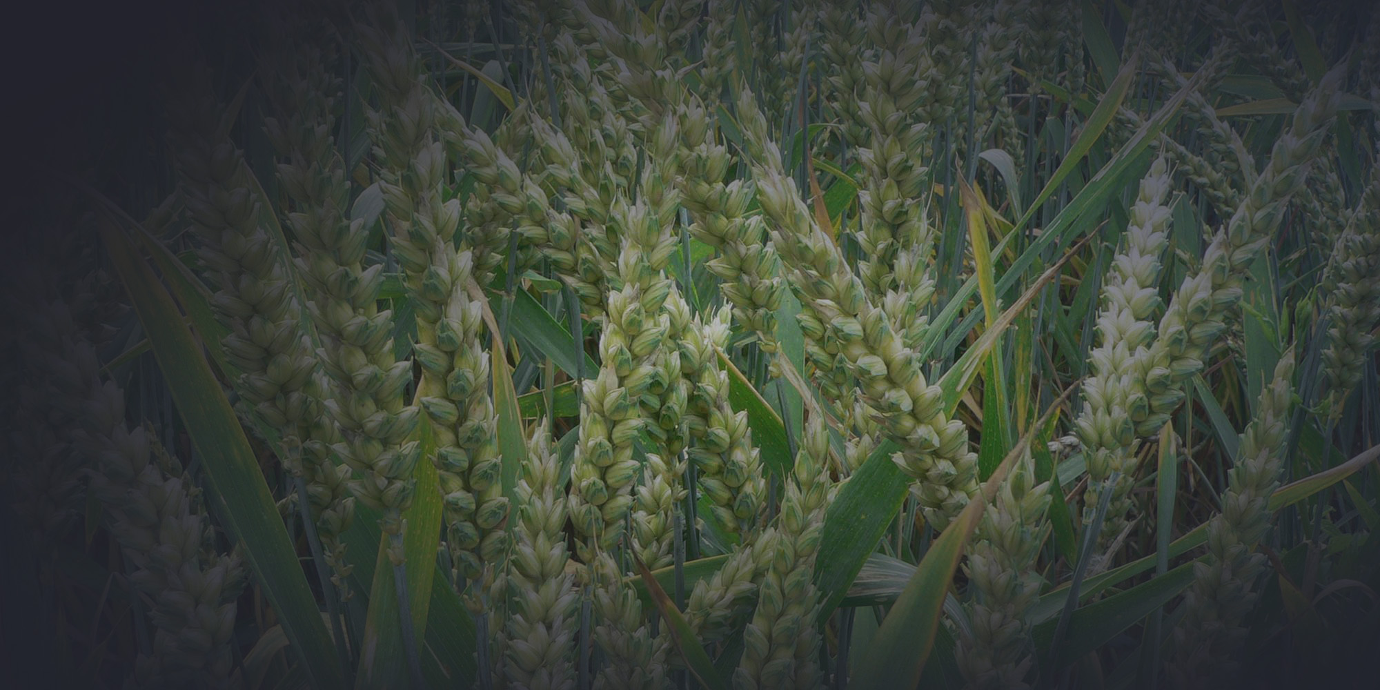 crispr wheat immune