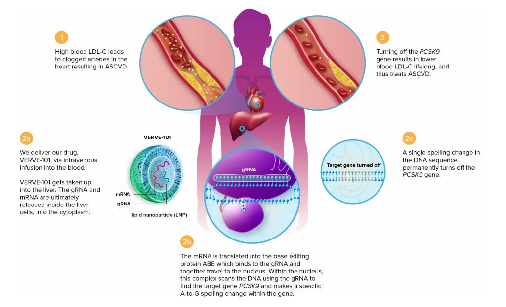 Overview from Verve Therapeutics of their approach to treating hypercholesterolemia