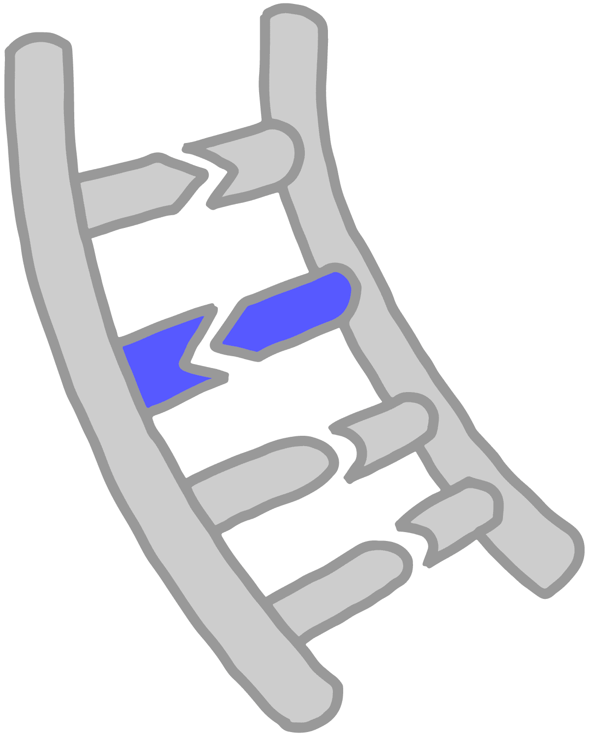 Image of blue DNA bases pairing with each other