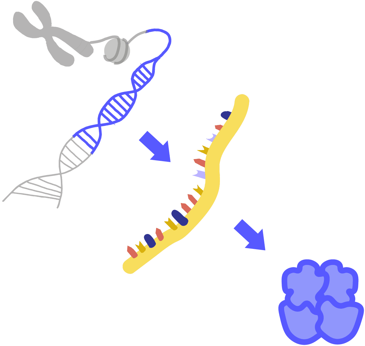 Image of gene expression. Starting with a gray chromosome, DNA nucleosomes are acetylated and chromatin is exposed. The chromatin then exposes a DNA segment that is translated into RNA to then be transcribed into a protein.