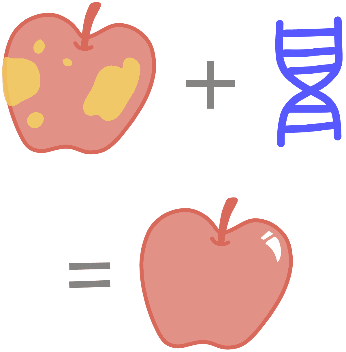 Image of a genetically modified, rotting apple that is now ripe with the insertion of a DNA