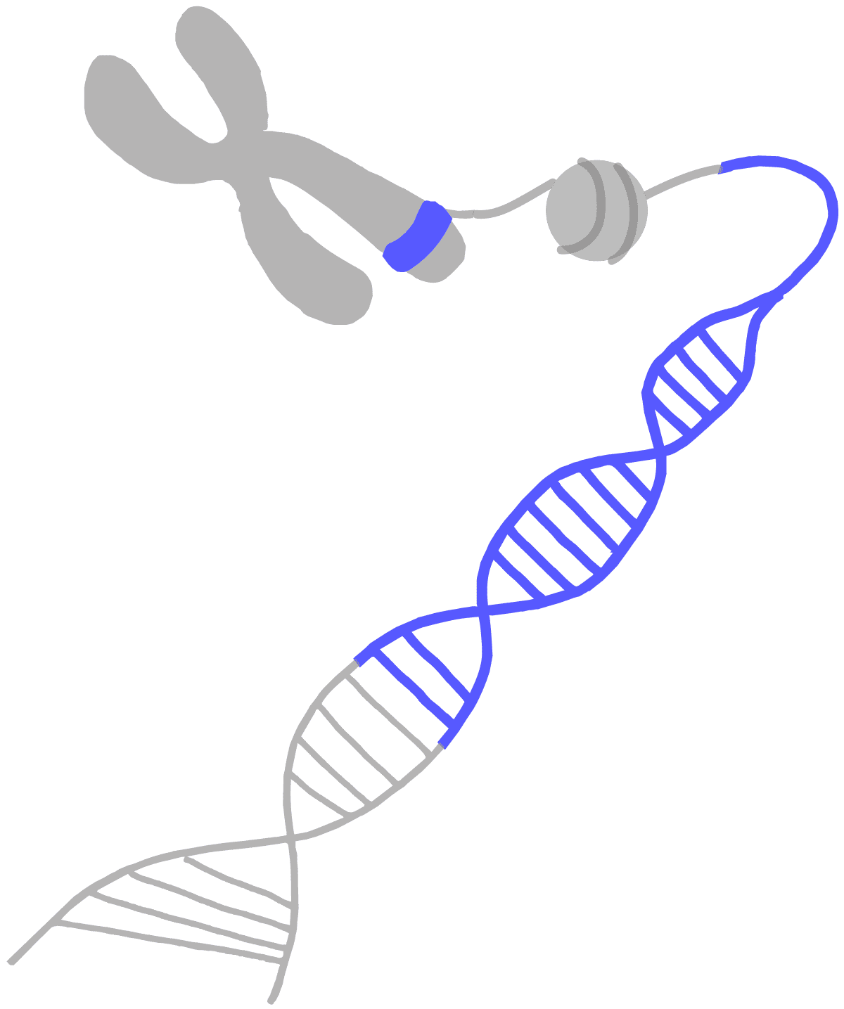 Image of a blue gene on a chromosome. The chromosome is unwound to expose nucleosomes for acetylation to ultimately expose DNA for transcription.